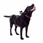 GoPro (ADOGM-001) Fetch Dog Harness compatible with HERO4, HERO3+, HERO3, HERO, HD HERO2, Original HD HERO (Was GP2038) GoPro (ADOGM-001) Fetch Dog Harness compatible with HERO4, HERO3+, HERO3, HERO, HD HERO2, Original HD HERO (Was GP2038)